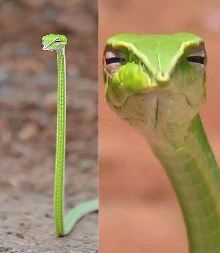 Green vine snakes don't bite. They do better: they judge you.