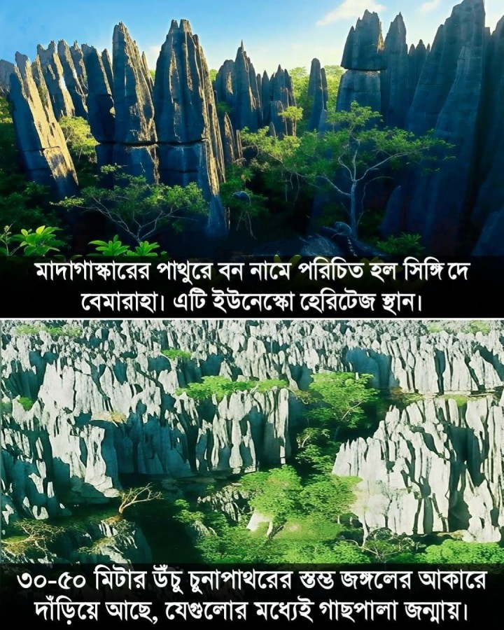 মাদাগাস্কারের পাথুরে জঙ্গলে।