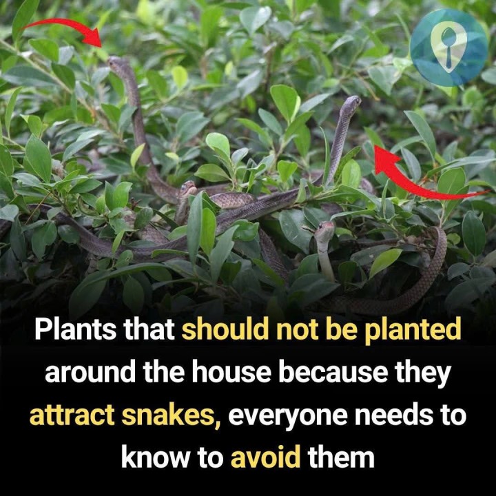 Plants that should not be planted around the house