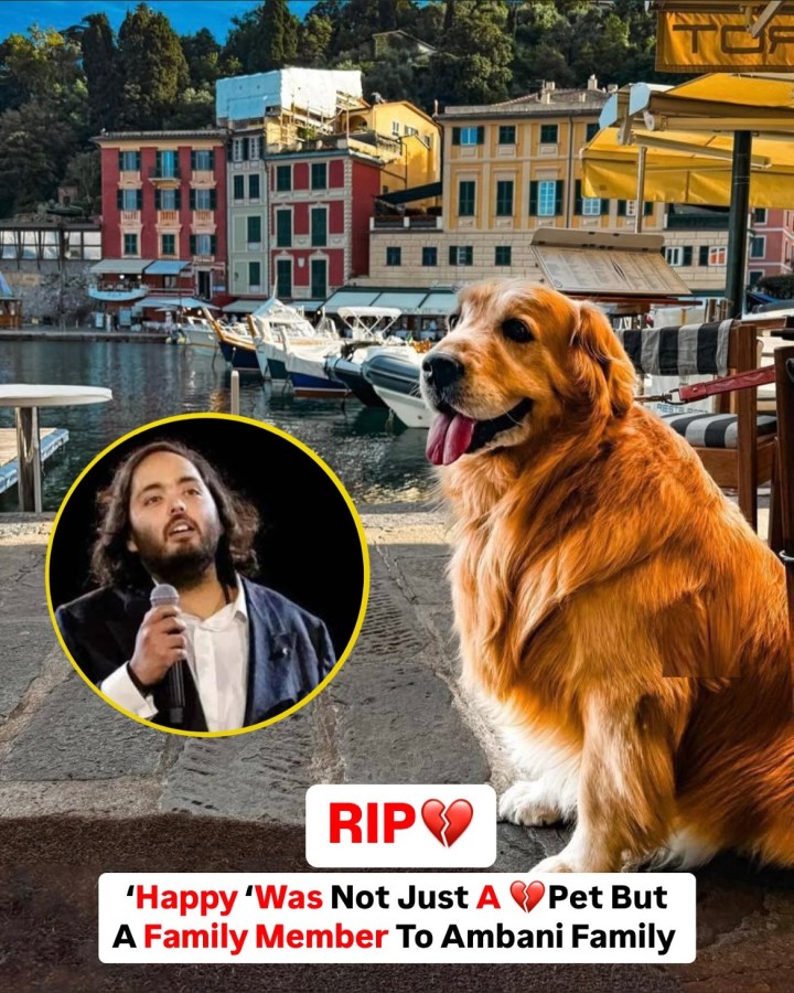 Ambani family's beloved dog happy passed away today. He was more than a pet to the family. May his soul rest in peace