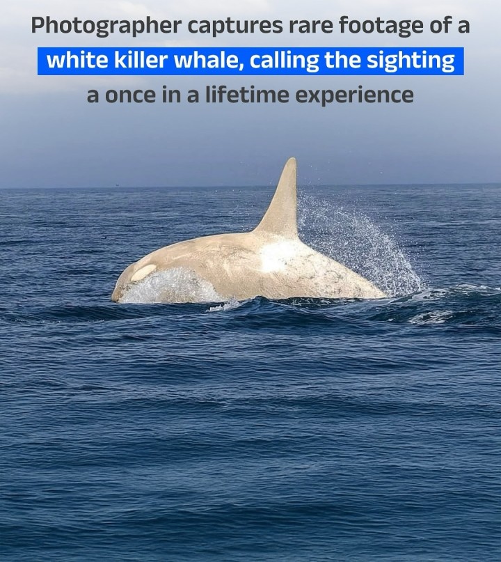 Photographer Noriyuki Hayakawa captured rare footage of a white killer whale off Japan’s Hokkaido island, part of a small group of known leucistic orcas. The video of the white killer whale has recently gone viral on social media. Hayakawa described the sighting as a once-in-a-lifetime experience after 15 years of photographing orcas.