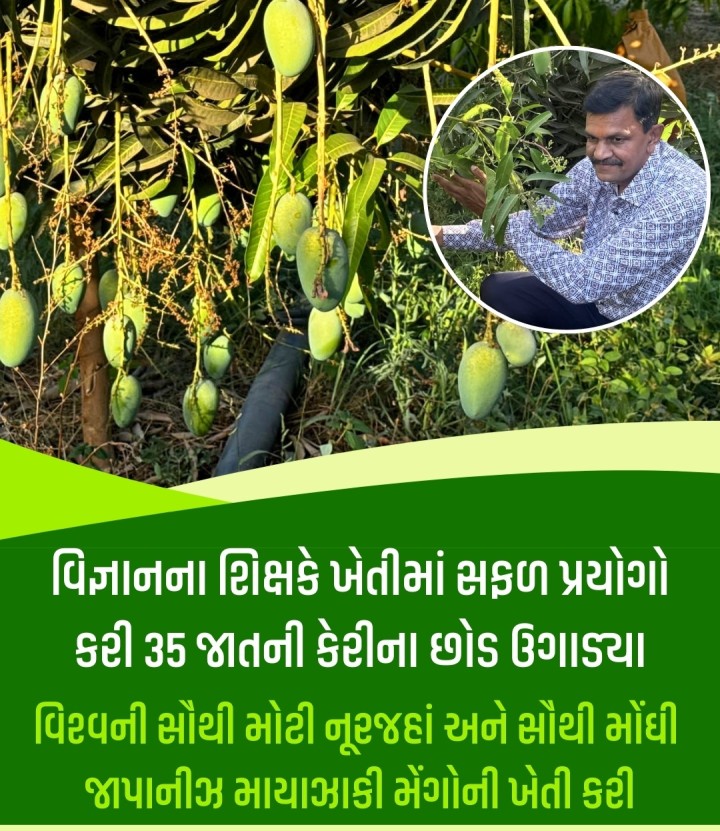 મોડાસા: ધનસુરા તાલુકાના શિકા ગામના ઉન્મેશકુમાર પટેલે વિજ્ઞાનના શિક્ષક તરીકેની ભૂમિકા ઉપરાંત ખેતીના ક્ષેત્રમાં પણ નવીનતા અને હિંમતનું ઉદાહરણ પૂરું પાડ્યું છે. ઉન્મેશકુમાર પટેલે આધુનિક ખેતીની પદ્ધતિઓ અને વૈજ્ઞાનિક અભિગમ સાથે જોડી 35 જાતની કેરીના પ્લાન્ટ ઉગાડીને ખેતીના ક્ષેત્રમાં એક અનોખું સ્થાન હાંસલ કર્યું છે. તેમણે પોતાના ખેતરમાં 35 જાતની કેરીના છોડ ઉગાડ્યા, જેમાં ગુજરાતન