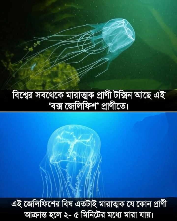 বক্স জেলিফিশ বিষয়ে এই তথ্য গুলি জানতেন?