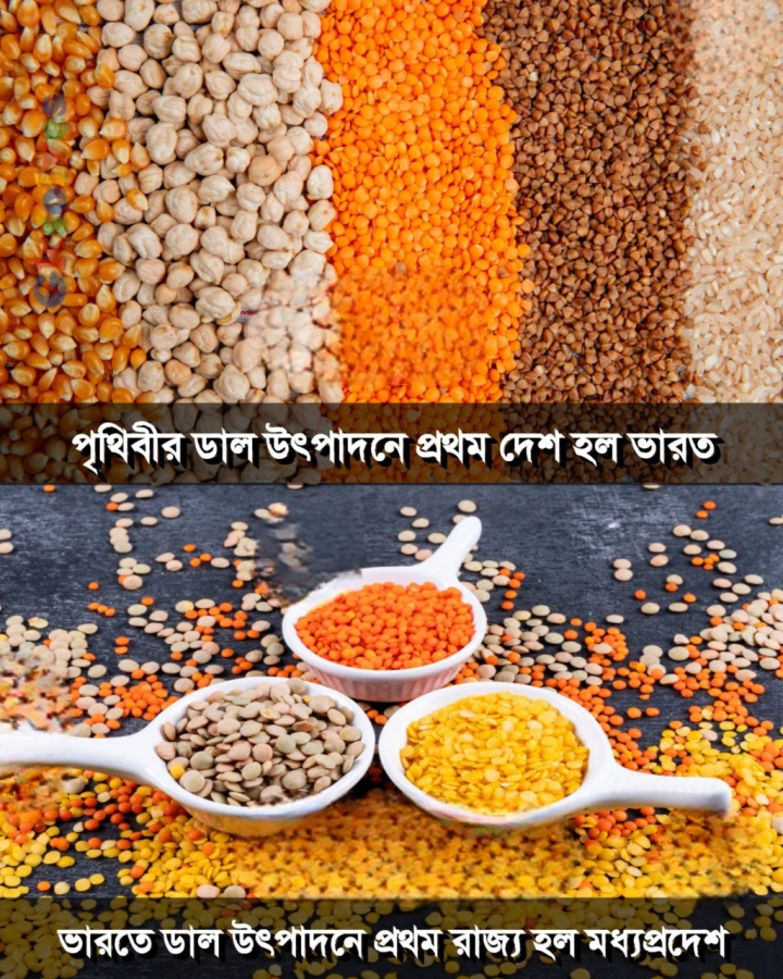 ডাল উৎপাদন ও ভারত।