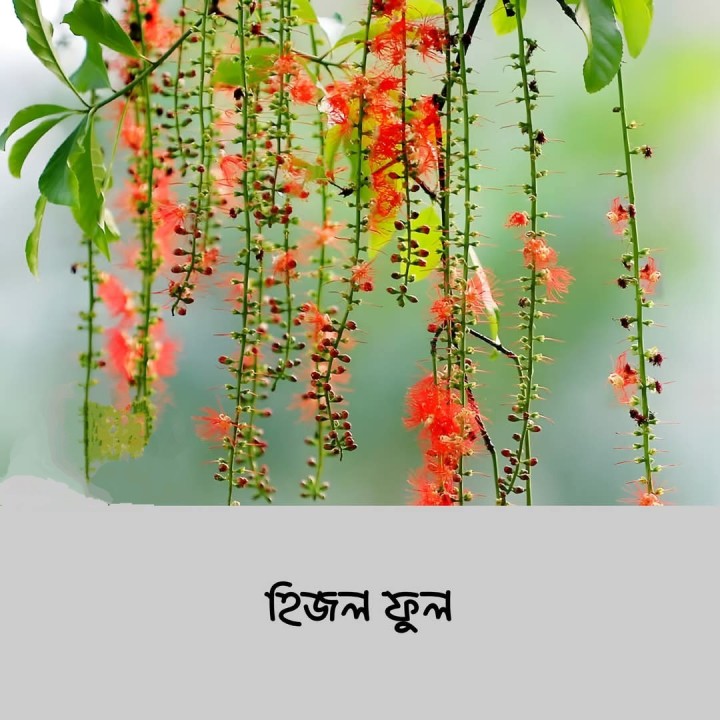 কবিতায় পড়েছেন বাস্তবে কি চেনেন হিজল ফুল? দেখেনিন সেই ফুল।
