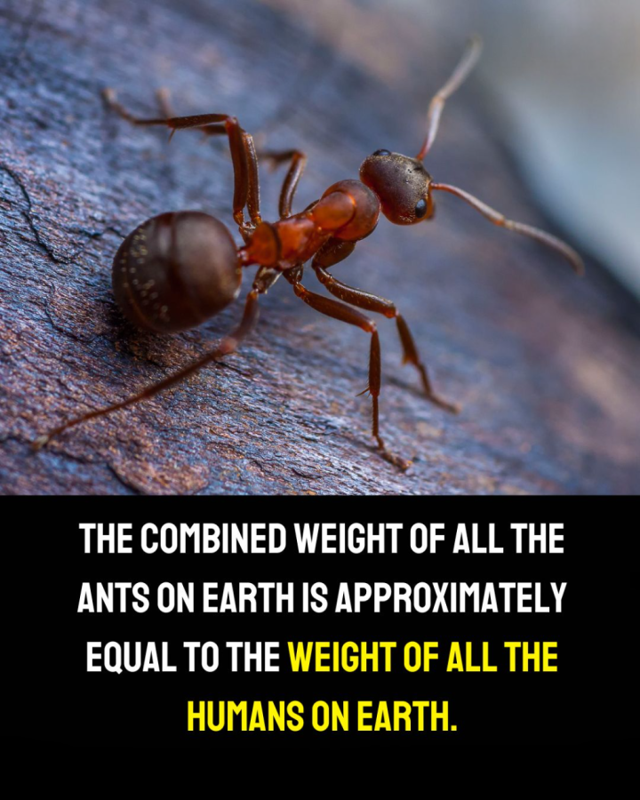 Did you know: The Combined Weight of All the Ants on The Earth.