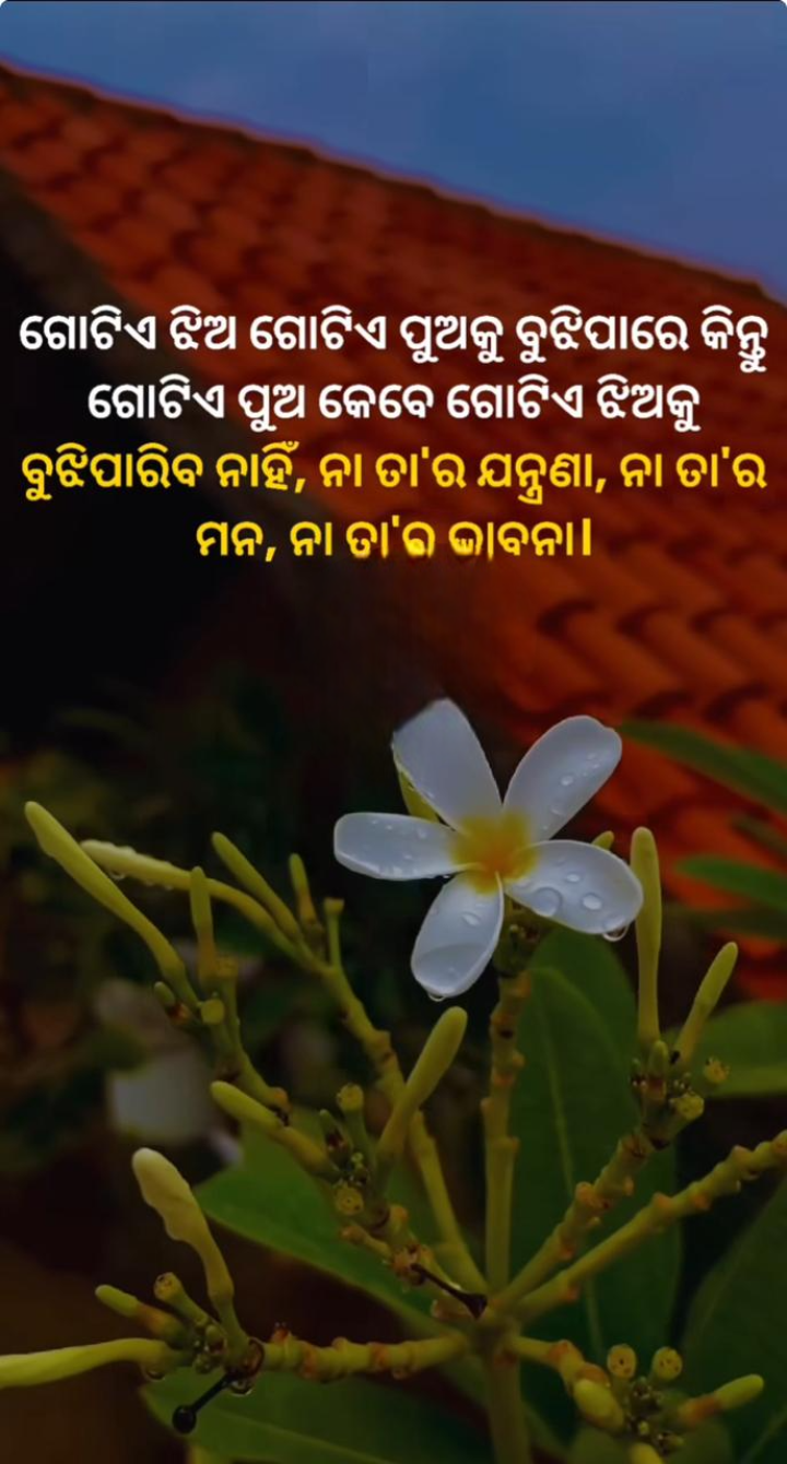 ଗୋଟେ ପୁଅ କେବେ ବି ବୁଝି ପାରେନି