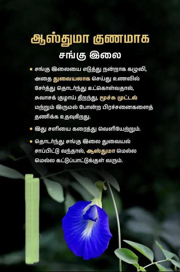 சங்கு இலை