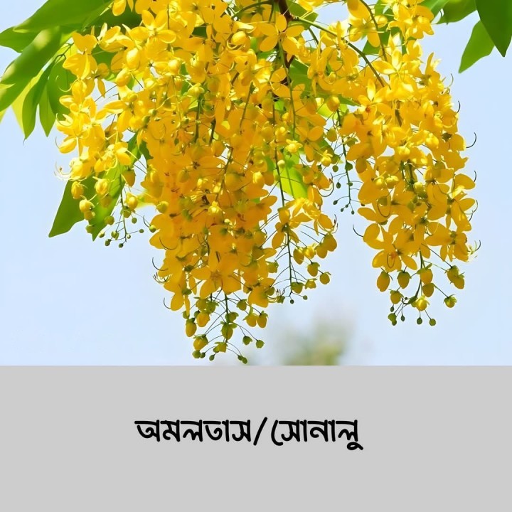 মিষ্টি ফুলের মিষ্টি নাম অমলতাস।