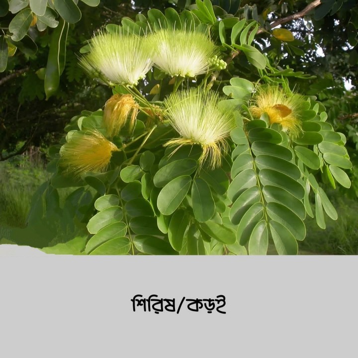 শিরিষ ফুল আছে আপনার বাড়ির কাছে?