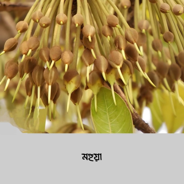 মন মেতেছে মহুয়াতে।