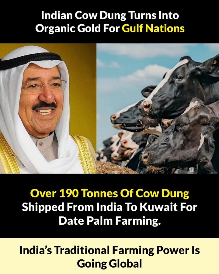 Indian Cow Dung Turns Into Organic Gold For Gulf Nations