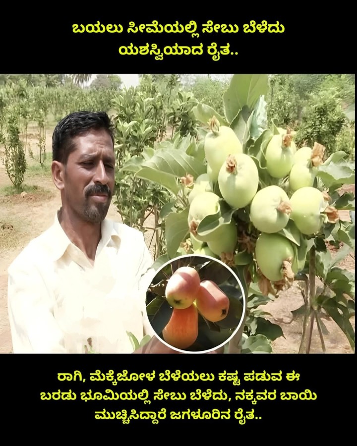 ಬಯಲು ಸೀಮೆಯಲ್ಲಿ ಸೇಬು ಬೆಳೆದು ಯಶಸ್ವಿಯಾದ ರೈತ..