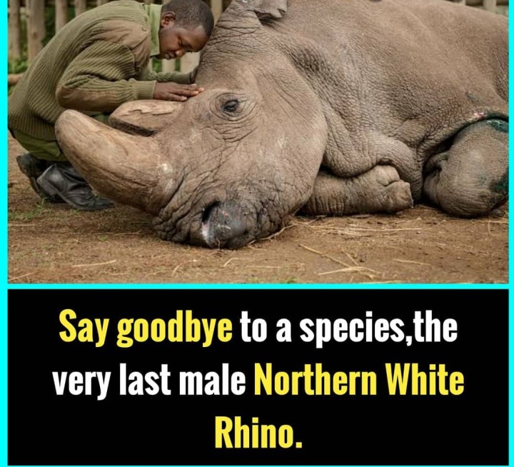 Did you know: Northern white Rhino.