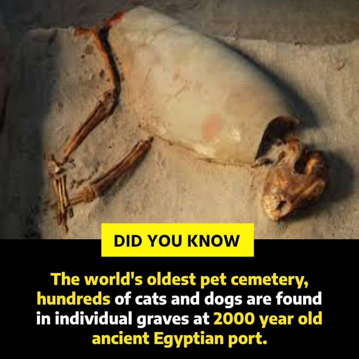 Did you know: The worlds oldest pet cemetery.