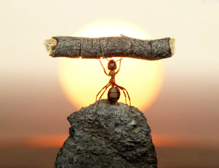 Photographer Andrey Pavlov takes the most mind-blowing macro photographs of ants.