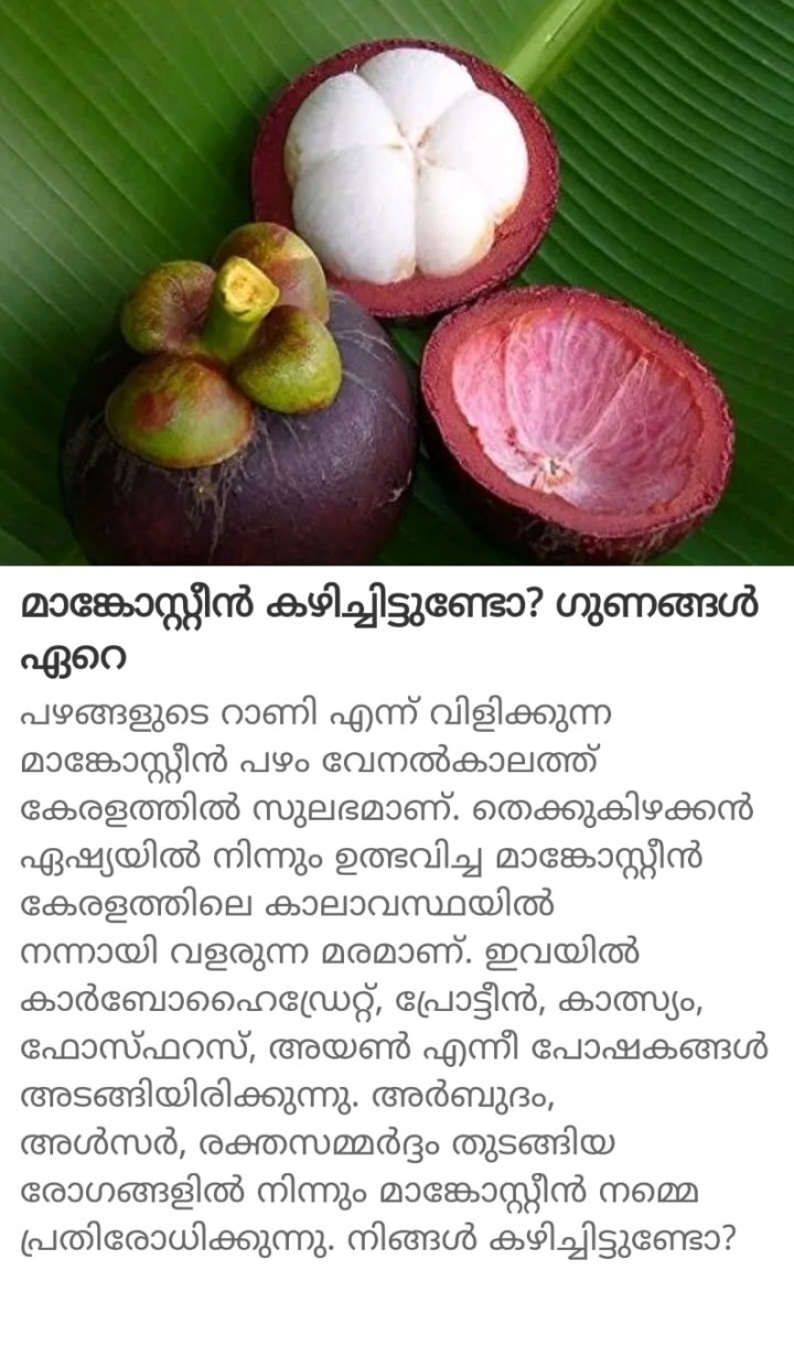 മാങ്കോസ്റ്റീൻ കഴിച്ചിട്ടുണ്ടോ? ഗുണങ്ങൾ ഏറെ
