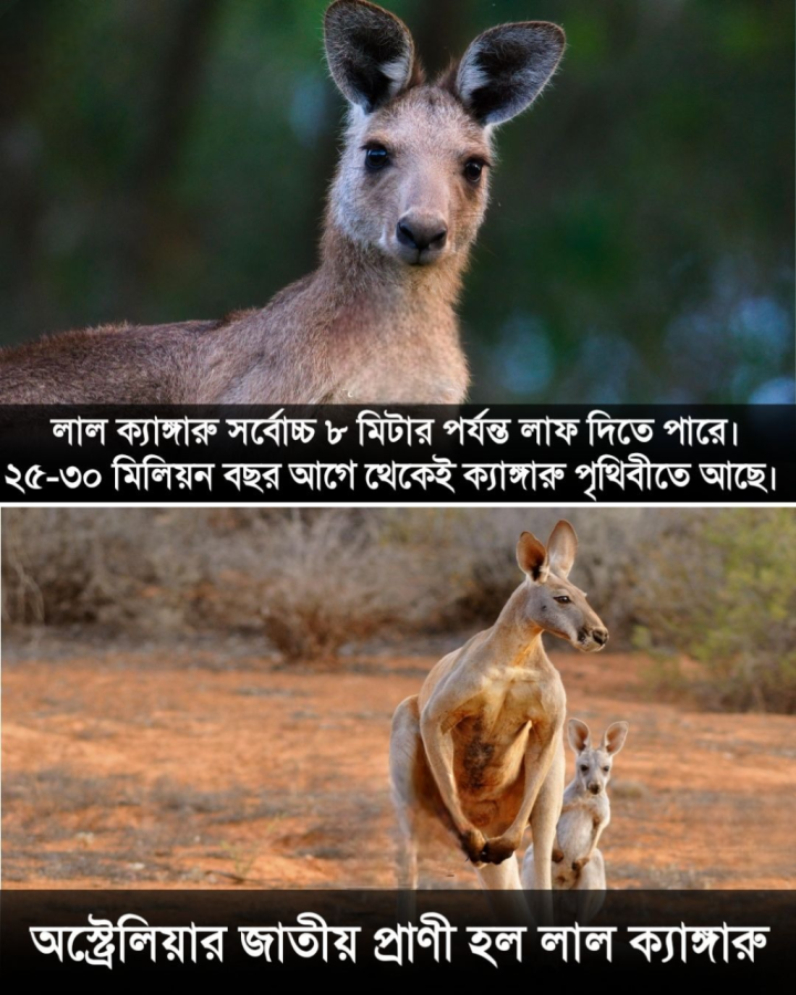 অস্ত্রেলিয়ার জাতীয় প্রাণী ক্যাঙ্গারু বিষয়ে এই তথ্য জানতেন?