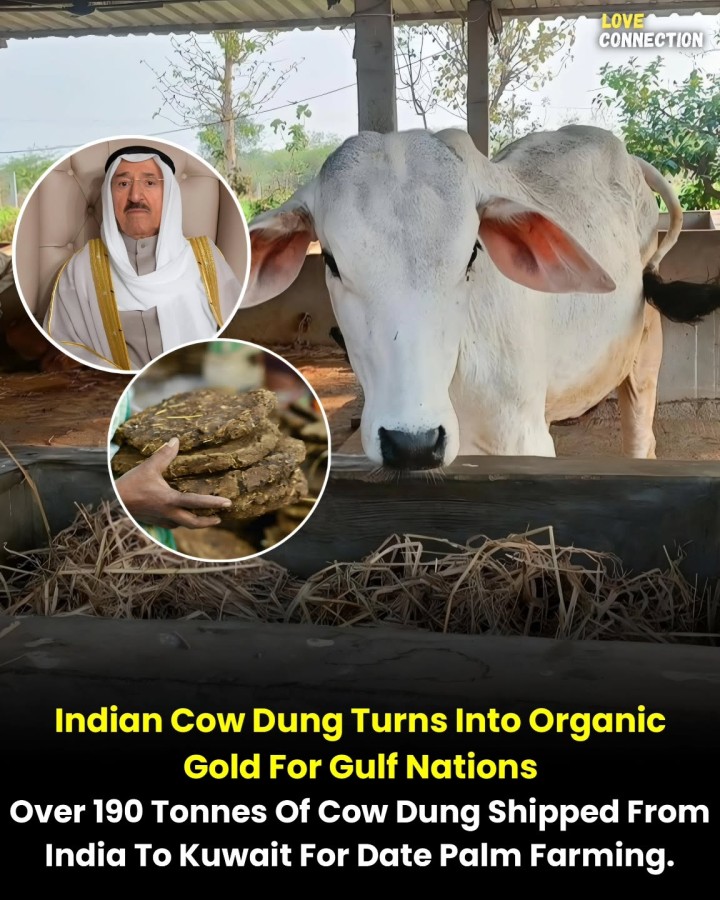 India's Traditional Farming Power Is Going Global