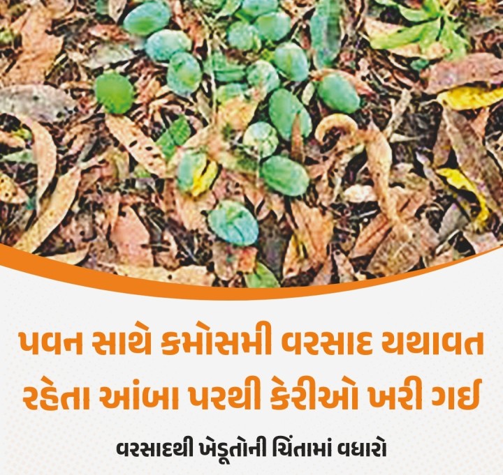 ભારત અને પાકિસ્તાન વચ્ચે ભલે સંઘર્ષ વચ્ચે આકાશી આફત બનીને આવેલા કમોસમી વરસાદે સૌરાષ્ટ્રમાં “મેઘ વિરામ” નથી રાખ્યો. જેના કારણે સૌરાષ્ટ્રમાં ઉનાળુ પાક સાથે કેસર કેરીના પાકને પણ નોંધ પ્રમાણમાં નુકસાન પહોચ્યું છે. માવઠાએ ગીર સોમનાથ, જુનાગઢ, અમરેલી પંથકમાં અનેક આંબાઓ પરથી કેરીઓ તોડી પાડી છે અને ખેડૂતોને મોટું નુકસાન પહોંચાડ્યું છે. જેના કારણે કેરીઓના શોખીનોને પુરતી માત્રામાં, સા