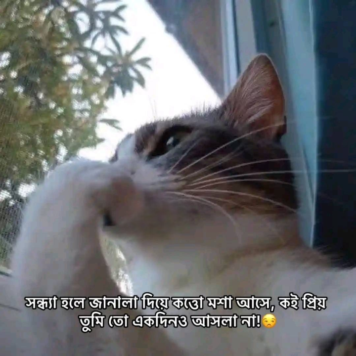 শুধুই মশা?