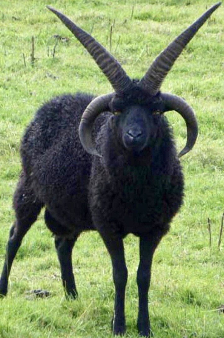 The Hebridean is a sheep breed from Scotland, typically sporting two pairs of horns,