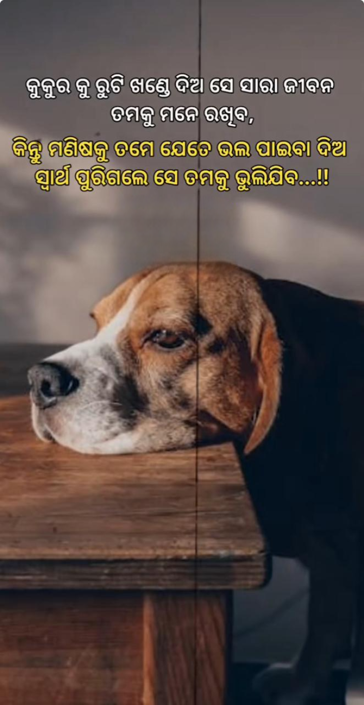କୁକୁର କୁ ରୁଟି ଖଣ୍ଡେ ଦିଅ ସେ ସାରା ଜୀବନ ତୁମକୁ ମନେ ରଖିବ
