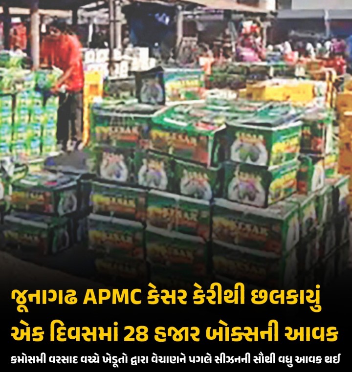 જૂનાગઢ માર્કેટિંગ યાર્ડ કેસર કેરીની પુષ્કળ આવકથી ઉભરાઈ ગયું છે. આજે, 13 મેના રોજ, એક જ દિવસમાં 28,000 બોક્સ કેસર કેરીની આવક નોંધાઈ છે, જે આ સીઝનની સૌથી વધુ છે. અત્યાર સુધીમાં યાર્ડમાં કુલ 2 લાખથી વધુ બોક્સ કેરી આવી ચૂકી છે.