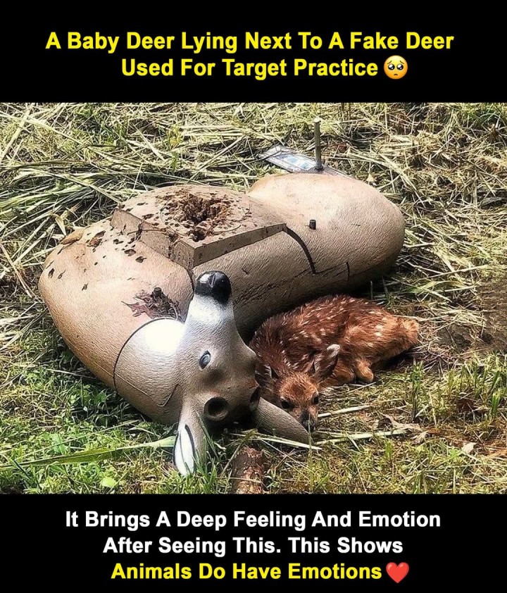 A Baby Deer Lying Next To A Fake Deer Used For Target Practice