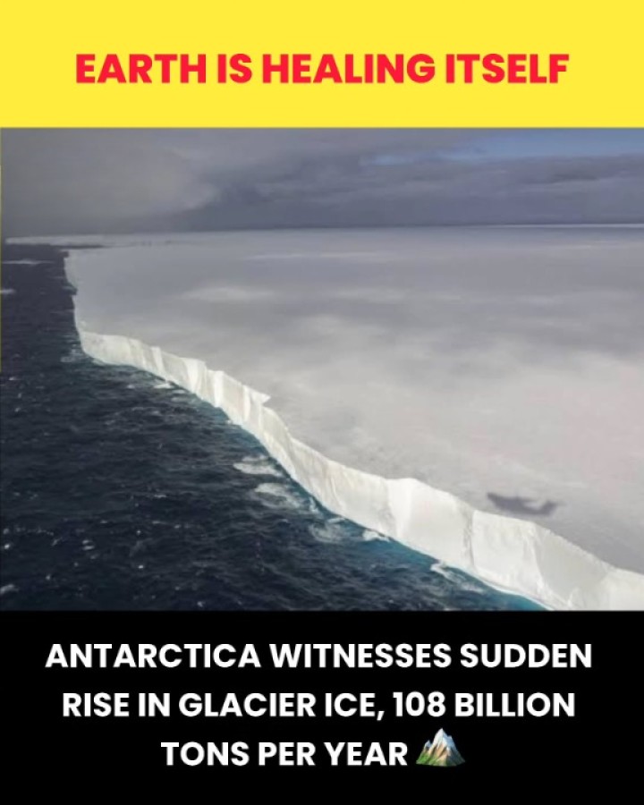 Between 2021 and 2023, the Antarctic Ice Sheet experienced an unexpected gain of approximately 108 billion tons of ice annually, reversing a decade-long trend of ice loss. This increase, particularly notable in East Antarctica's Wilkes Land-Queen Mary Land region, is attributed to unusually high precipitation leading to snow and ice accumulation. Despite this temporary gain, scientists caution that it may not indicate a long-term trend, as the Antarctic Ice Sheet continues to play a critical rol