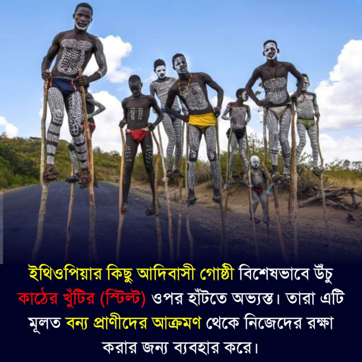 এই বিশেষ অভ্যাস ইথিওপিয়ার আদিবাসী সংস্কৃতির একটি বৈচিত্র্যময় এবং উল্লেখযোগ্য দিক তুলে ধরে।
