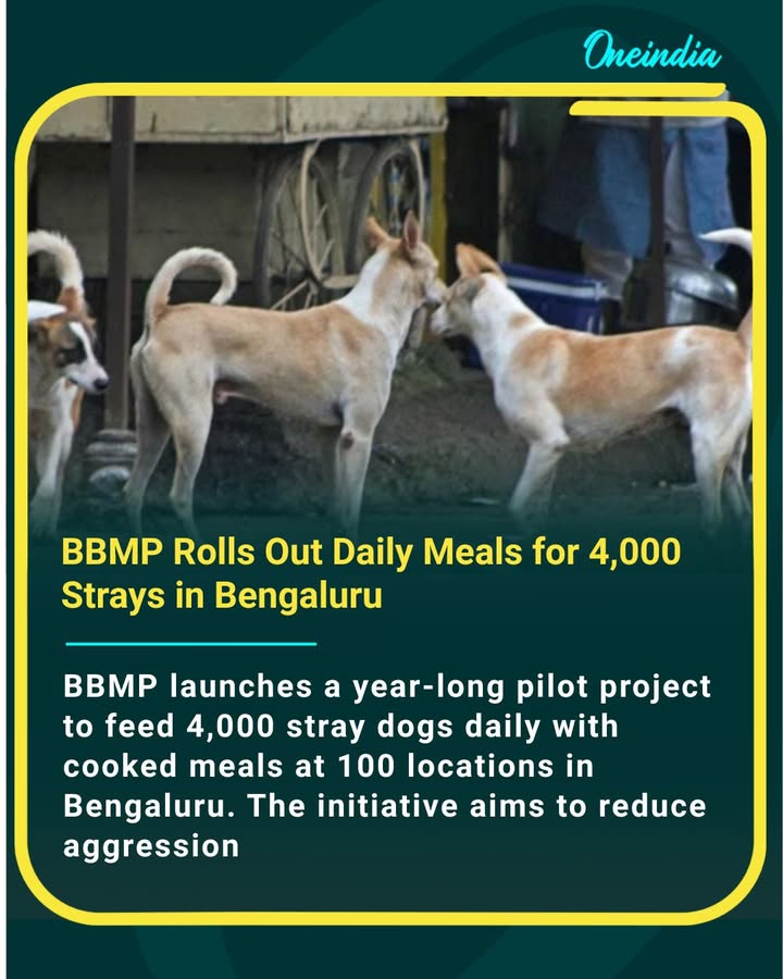 BBMP launches a year-long pilot to feed 4,000 stray dogs daily across 100 Bengaluru locations. The goal? Healthier dogs, fewer street fights