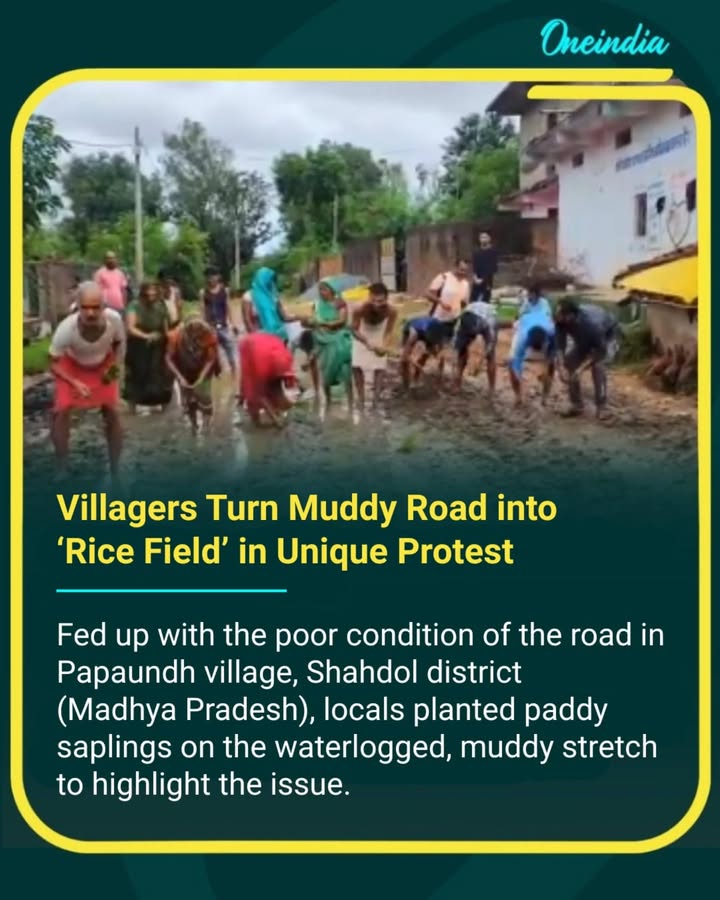 In Papundh village of Madhya Pradesh’s Shahdol district, villagers staged a unique protest by planting paddy saplings on a mud-filled road to highlight its poor condition In Papundh village of Madhya Pradesh’s Shahdol district, villagers staged a unique protest by planting paddy saplings on a mud-filled road to highlight its poor condition