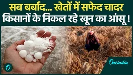 Weather Alert: Weather hits Haryana - UP, torrential rains ruin crops !