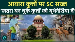 Supreme Court on Stray Dogs: What did the Supreme Court say regarding stray dogs? Hear it directly from an advocate.