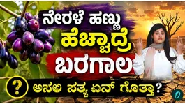 Do Abundant Jamun Fruits Signal a Drought? Nature’s Warning About the Future