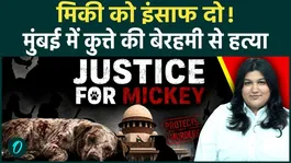 Brutal Killing of Mumbai Community Dog Mikey Sparks Outrage, Renews Debate on India's Animal Cruelty Laws