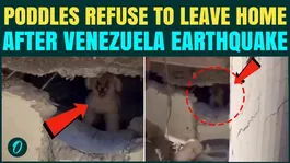 Venezuela Earthquake: Poddles REFUSE To Leave Quake-Damaged Home Wins Hearts Online