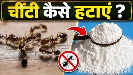 Chiti Kaise Hataye: Chiti Aane Par Kya Karna Chahiye ?
