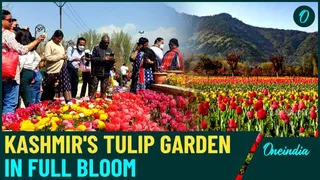 Asia's Largest Tulip Garden Opens in Kashmir: A Floral Paradise ...