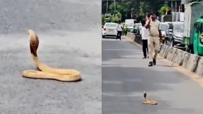 ಬೆಂಗಳೂರಿನ ಪ್ಯಾಲೇಸ್ ರೋಡ್ನಲ್ಲಿ ಹೆಡೆಬಿಚ್ಚಿ ನಿಂತ ನಾಗರಹಾವು; ಅರ್ಧಗಂಟೆ ಟ್ರಾಫಿಕ್ ಜಾಮ್ ಮಾಡಿದ ಕೋಬ್ರಾ