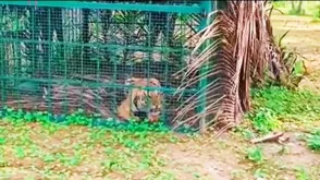 Tiger Found Trapped in Farm Near Nagarahole Buffer Zone in Hunsur After Weeks of Sightings