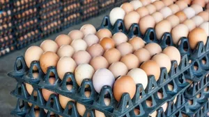 Why Poultry Farmers In Telangana Are Losing Money As Egg Prices Drop Nearly 50 Percent