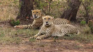 Bannerghatta Park Receives 4 Cheetahs From South Africa, Big Cats To Stay In 30 Day Quarantine