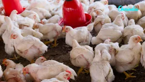Can Loud Music Kill 140 Chickens Die After Wedding Dj Blasts Sound In Up 8076171.html