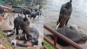 Tamil Nadu Tourist Dies At Dubare Elephant Camp After Elephant Clash Turns Fatal