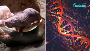 Scientists Discover Naked Mole Rat Gene That Helped Mice Live Longer; Could Human Trials Be Next?