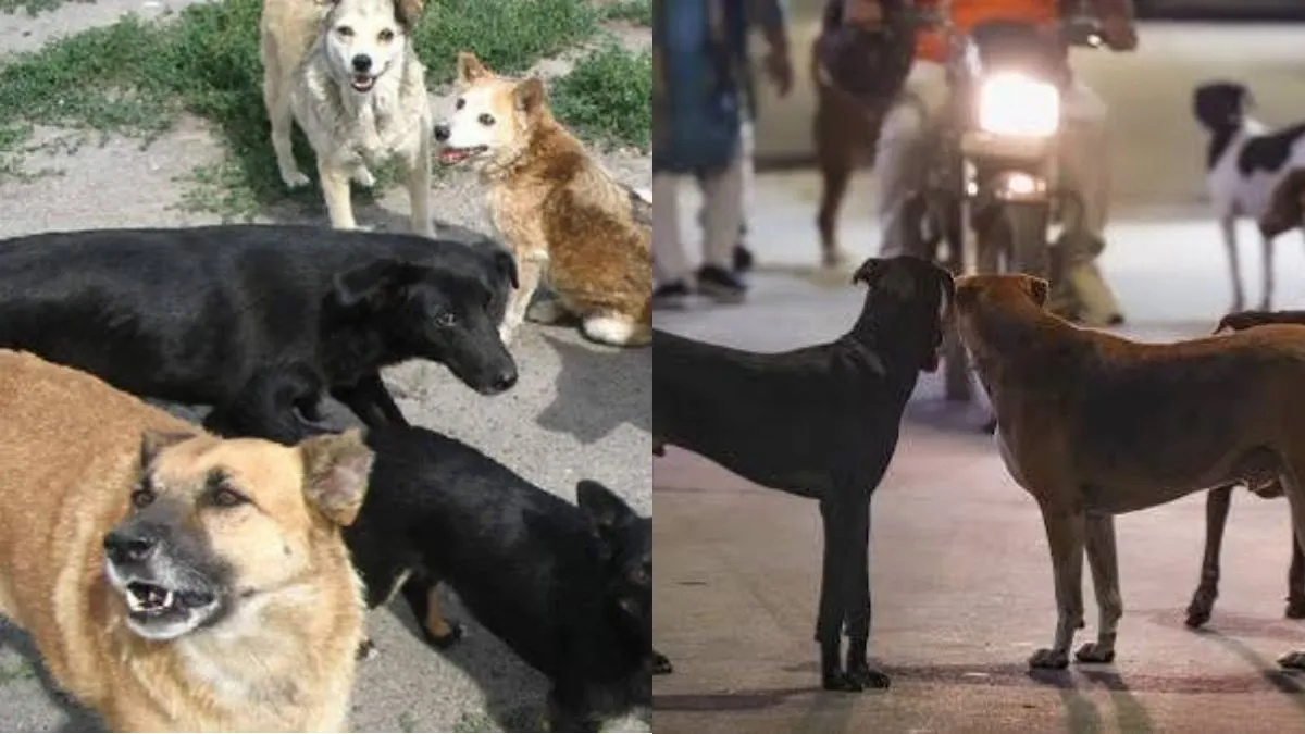खूंखार कुत्तों के आगे बेबस हुआ प्रशासन, 8 पंचायतों में स्कूल बंद, सड़कों पर उतरे CRPF जवान
