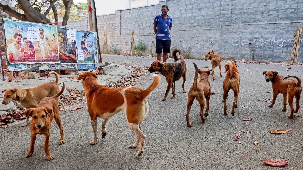 ಬೆಂಗಳೂರಲ್ಲಿ 3 ಲಕ್ಷ ಬೀದಿ ನಾಯಿಗಳು: ಕೇಂದ್ರ ಸರ್ಕಾರದಿಂದ ಮಹತ್ವದ ಸೂಚನೆ, ಸುಪ್ರೀಂ ಕೋರ್ಟ್ ಆದೇಶದಲ್ಲಿ ಏನಿದೆ