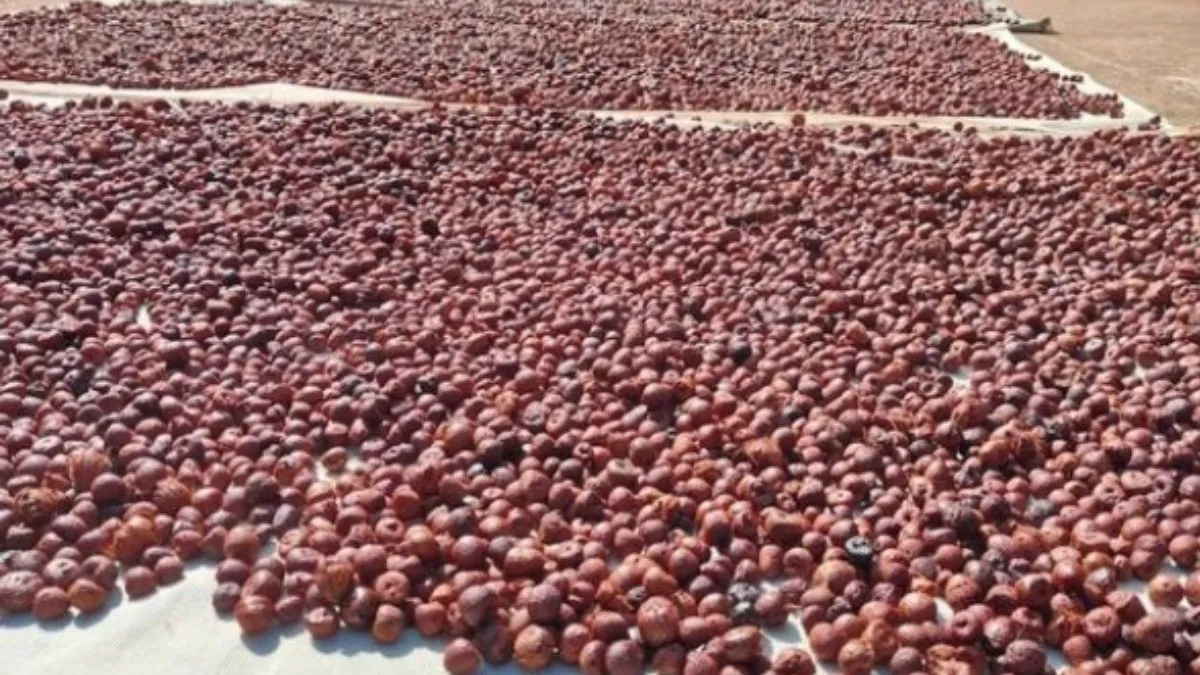 Arecanut Price Today: ಶಿವಮೊಗ್ಗ ಮಾರುಕಟ್ಟೆಯಲ್ಲಿ ಅಡಿಕೆ ಧಾರಣೆ ಎಷ್ಟಿದೆ? ಇಲ್ಲಿದೆ ಜೂನ್‌ 16ರ ದರಪಟ್ಟಿ